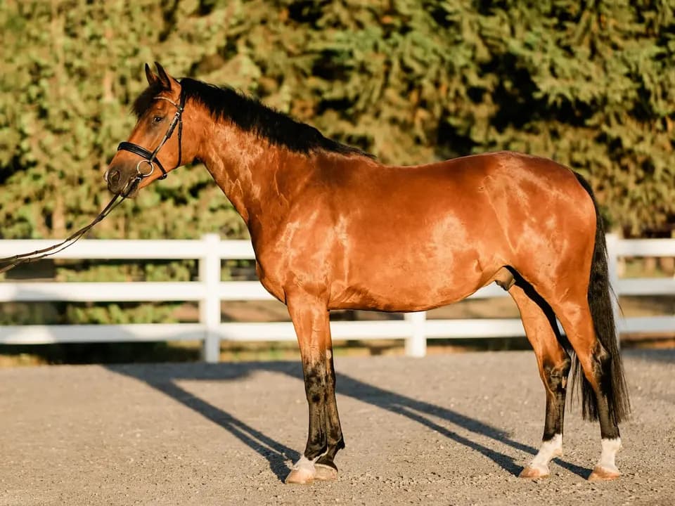 A bay gelding standing beside an arena fence
